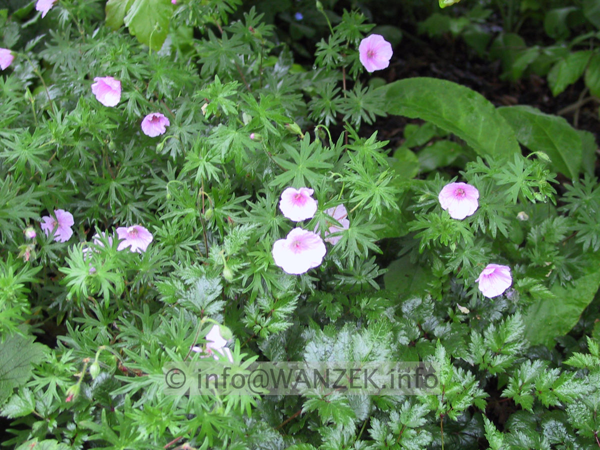 Geranium sanguineum Striatum.JPG